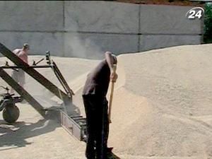 Прибутковість виробництва зерна в Україні знизиться вдвічі Прибутковість виробництва зерна в Україні знизиться вдвічі