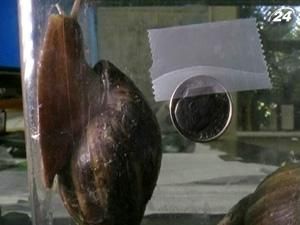 У штаті Флорида виявили смертоносних гігантських слимаків У штаті Флорида виявили смертоносних гігантських слимаків