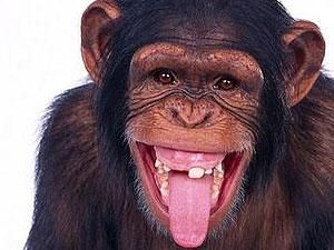 Київська міліція затримала автомобіль через мавпу на капоті Київська міліція затримала автомобіль через мавпу на капоті