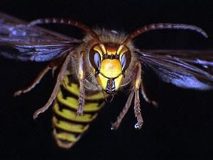 В Луганской области от укусов шершней умерла 25-летняя девушка В Луганской области от укусов шершней умерла 25-летняя девушка