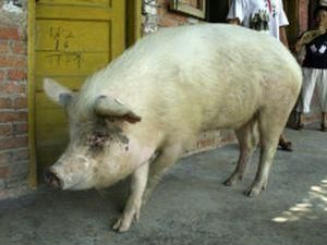 В Китае клонировали свинью, которая пережила землетрясение