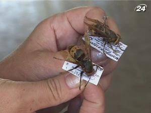 Жінка померла від укусів шершнів Жінка померла від укусів шершнів