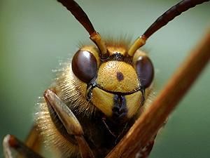 Врачи: Женщина, которую покусали шершни, умерла из-за аллергической реакции немедленного типа Врачи: Женщина, которую покусали шершни, умерла из-за аллергической реакции немедленного типа