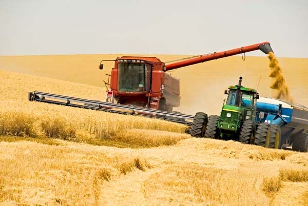 Клюев: Украина в этом году соберет 52-53 млн. тонн зерна