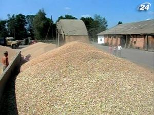 В правительстве уже рассчитывают на урожай зерновых в 52-53 млн. т