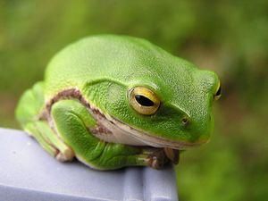 Женщина нашла живую лягушку в упаковке салата Женщина нашла живую лягушку в упаковке салата