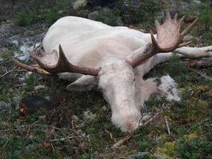 Шведский охотник убил редкого белого лося