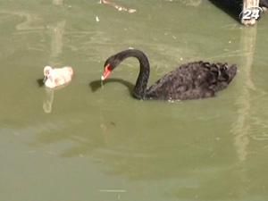 В Бердянском зоопарке массовое пополнение В Бердянском зоопарке массовое пополнение