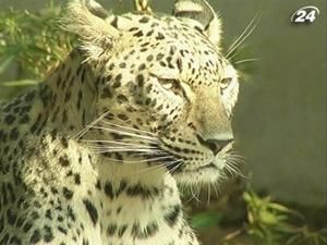 Италия: в зоопарке родился редкий персидский леопард Италия: в зоопарке родился редкий персидский леопард