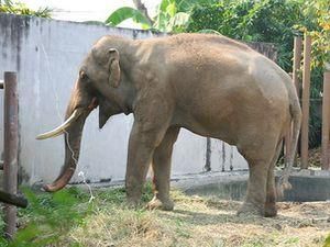 Украинцы стали жертвами бешеного слона в Таиланде  
