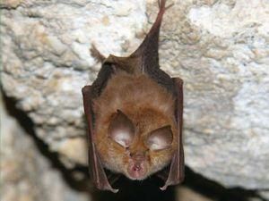 В валлийском городе построили мост для летучих мышей В валлийском городе построили мост для летучих мышей
