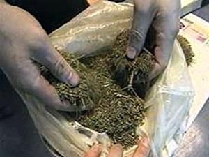 В Івано-Франківській області вилучили 28 кілограмів марихуани