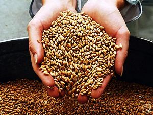 Європа збільшила квоти на експорт українського зерна до 2 мільйонів тонн