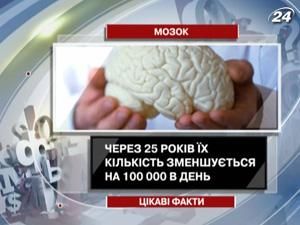 Цікаві факти про мозок
