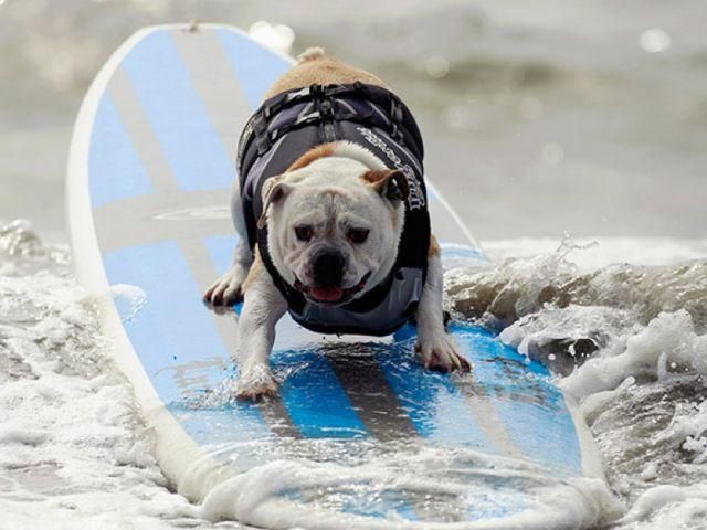 У Каліфорнії відбулись змагання собак-серфінгістів
