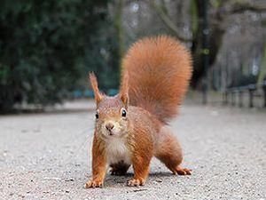 Из-за белки остановили крупный строительный проект Из-за белки остановили крупный строительный проект