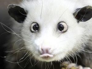 В Германии усыпили косоглазого опоссума Хайди В Германии усыпили косоглазого опоссума Хайди