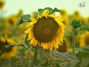 Эксперт: Уступки касательно ЗСТ с ЕС могут уничтожить украинское масло Эксперт: Уступки касательно ЗСТ с ЕС могут уничтожить украинское масло