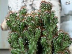 Днепропетровск: мужчина насобирал свыше 3 тысяч кактусов Днепропетровск: мужчина насобирал свыше 3 тысяч кактусов