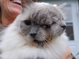 Двумордый кот попал в Книгу рекордов Гиннеса Двумордый кот попал в Книгу рекордов Гиннеса