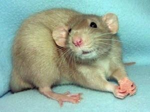 Вчені створили пацюка зі штучним мозком