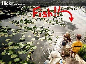 Во Flickr появилась функция группового просмотра фотографий Во Flickr появилась функция группового просмотра фотографий