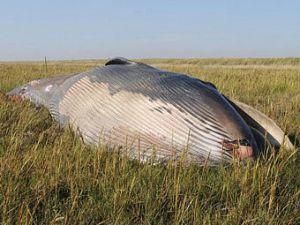 В Йоркшире в траве нашли мертвого кита