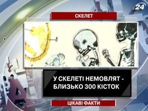 Интересные факты о скелете человека