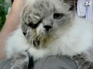 Фрэнки и Луи - старейший в мире "двуликий" кот Фрэнки и Луи - старейший в мире "двуликий" кот