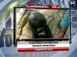 В Гватемалі народилось "порося-прибулець"