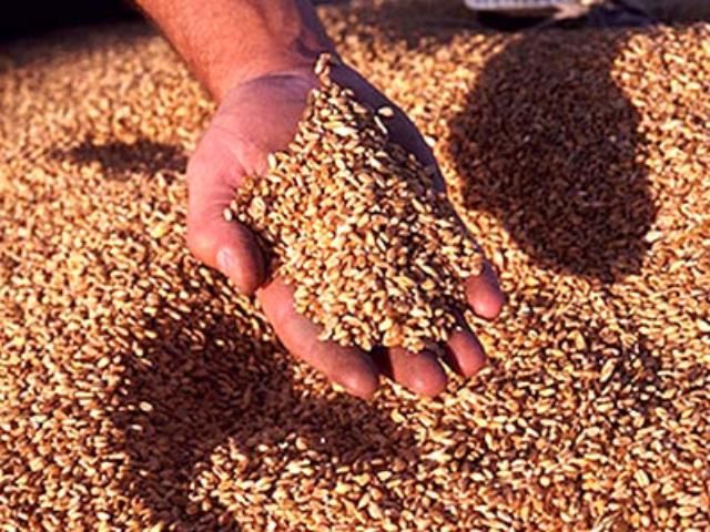 Єгиптяни їдуть перевіряти якість українського зерна