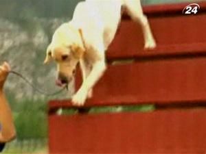 Науковці з Каліфорнії та Південної Кореї клонують спец-собак Науковці з Каліфорнії та Південної Кореї клонують спец-собак