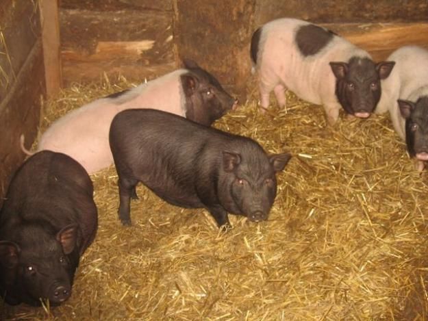 Влада Рівненщини боїться зараження свиней африканською чумою Влада Рівненщини боїться зараження свиней африканською чумою