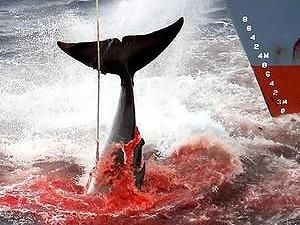 Нова Зеландія висловила протест проти полювання на китів