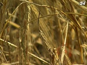 Експорт зерна не перевищить 13 млн. тонн Експорт зерна не перевищить 13 млн. тонн