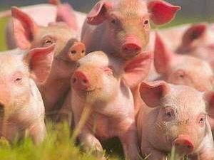 У Запорізькій області виявили "свинячий грип"