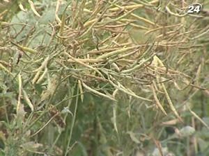 ВР скасувала мита на експорт зернових, але ввела на олійні ВР скасувала мита на експорт зернових, але ввела на олійні