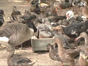 В Одеському зоопарку - фестиваль птахів В Одеському зоопарку - фестиваль птахів