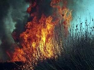 Сильний дощ загасив пожежу у заповіднику на Одещині