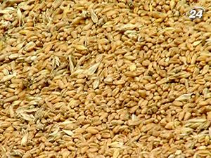 Украина сама себя обеспечит агропродукцией