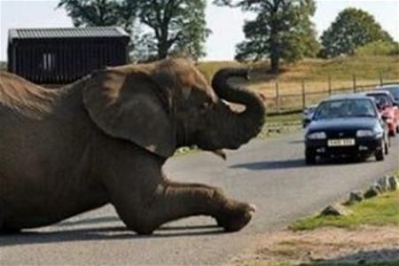 В Англії слон ліг спати посеред автомобільної дороги В Англії слон ліг спати посеред автомобільної дороги