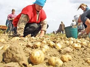 Рекордний урожай овочів зашкодить галузі