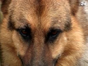 На Львівщині проходять змагання кінологів-прикордонників На Львівщині проходять змагання кінологів-прикордонників