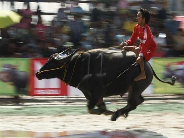 У Таїланді відбулись щорічні перегони на буйволах