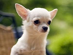 "Аерофлот" загубив чіхуахуа і компенсує 150 тисяч рублів "Аерофлот" загубив чіхуахуа і компенсує 150 тисяч рублів