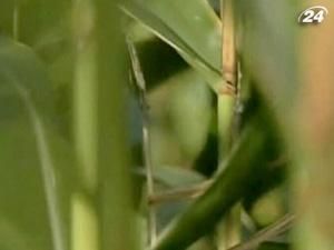 Семья заблудилась в трех гектарах кукурузного поля