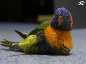 Австралийские попугаи массово пьянеют во время сезона дождей Австралийские попугаи массово пьянеют во время сезона дождей