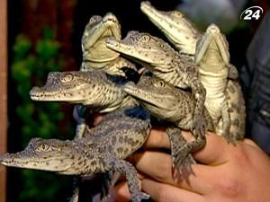 В Алушті в місцевому акваріумі народилися 36 крокодилів