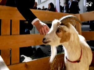 Швейцарська народна партія залишилася без цапа-талісмана Швейцарська народна партія залишилася без цапа-талісмана