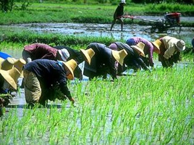 Рис ждет подорожание Рис ждет подорожание